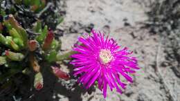 Image of Lampranthus lavisii (L. Bol.) L. Bol.