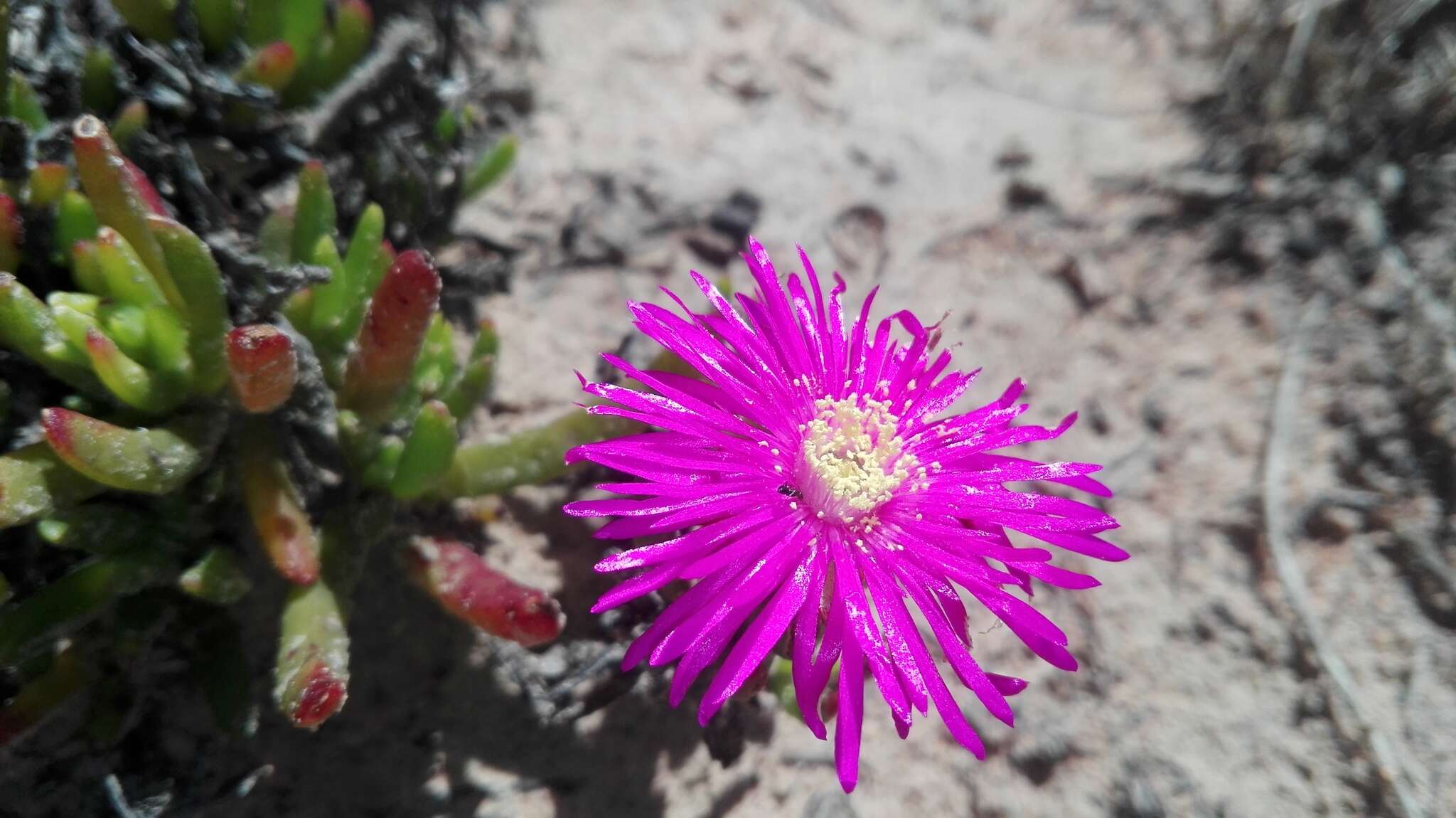 Image of Lampranthus lavisii (L. Bol.) L. Bol.