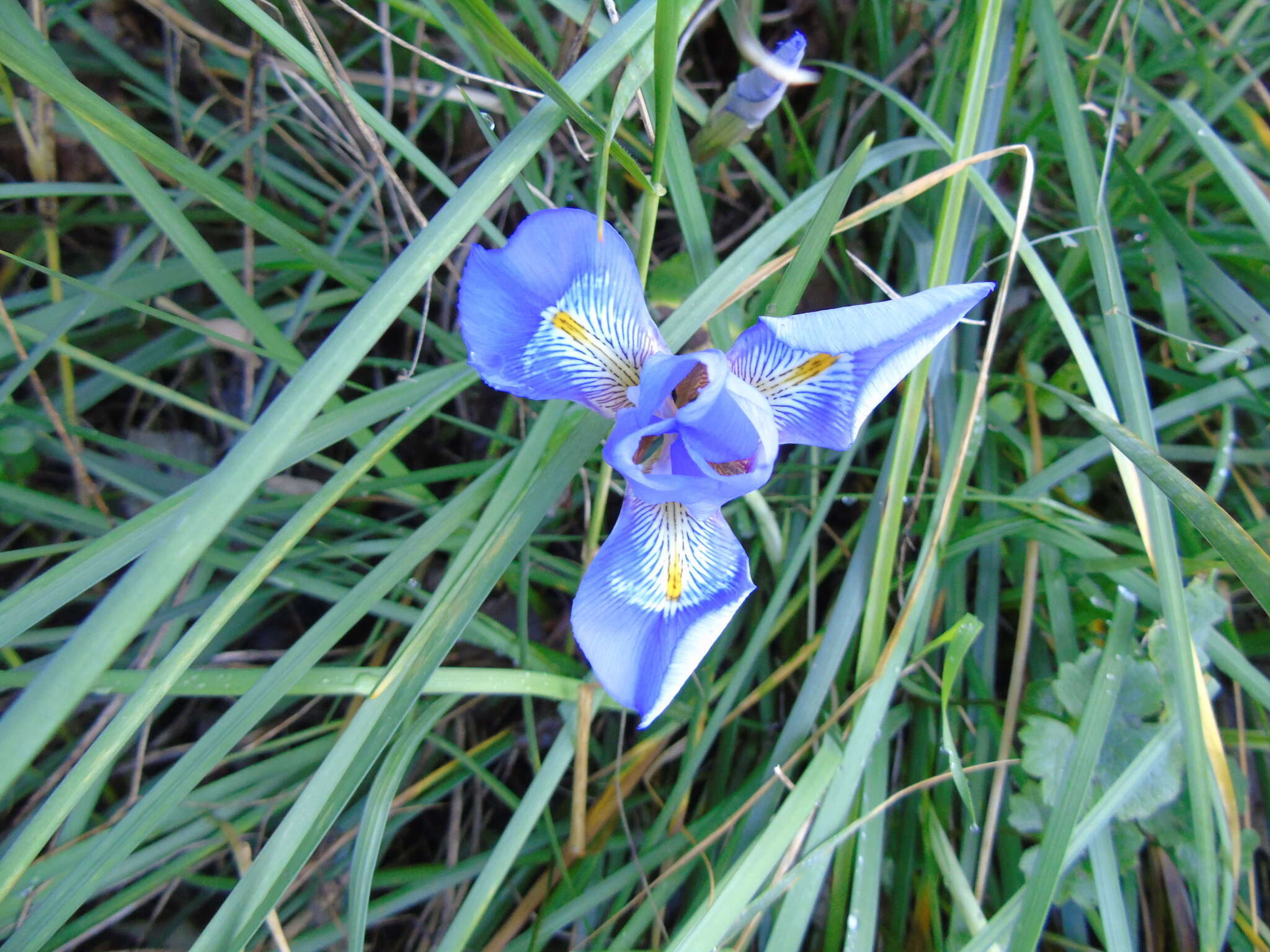 Plancia ëd Iris unguicularis Poir.