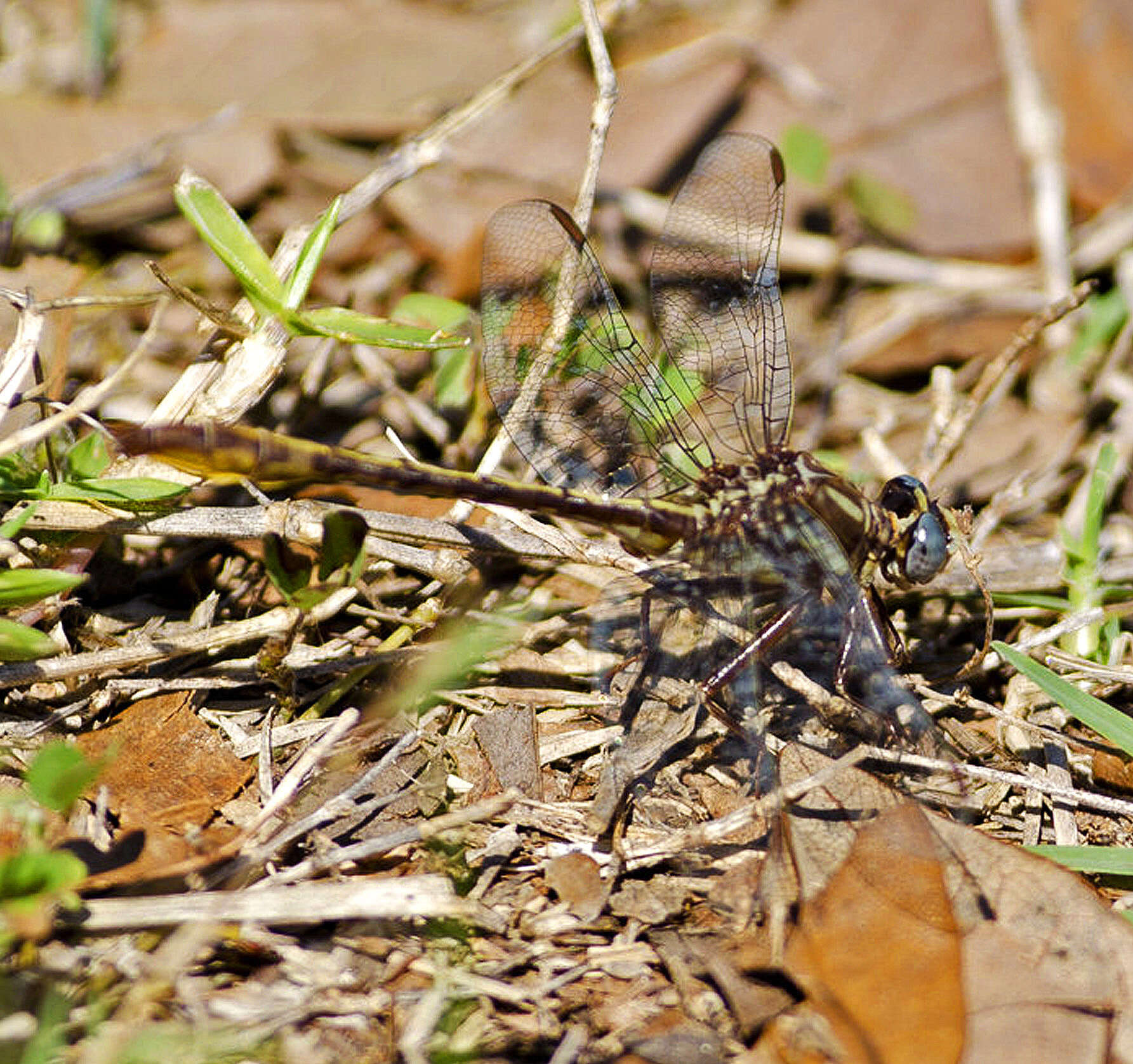 Image of Cypress Clubtail