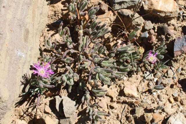 Imagem de Drosanthemum hispidum (L.) Schwant.