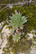 Image of Sempervivum globiferum subsp. hirtum (L.) H.