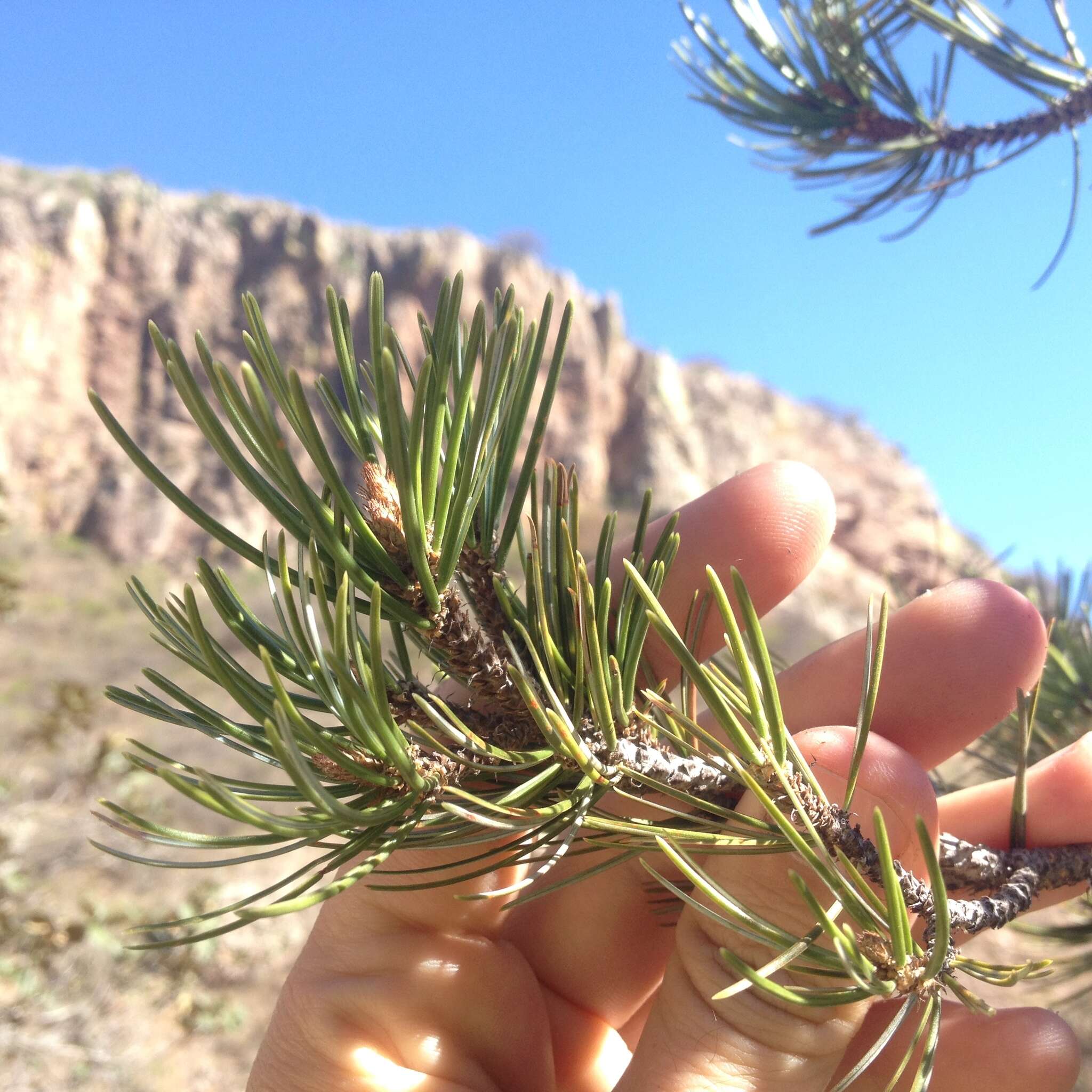 Pinus cembroides Zucc. resmi