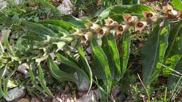 Image of black henbane