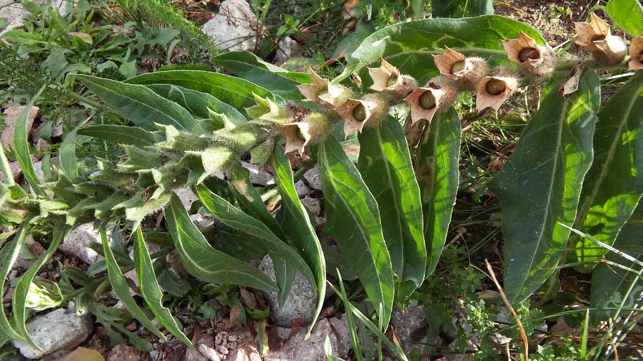 Image of black henbane