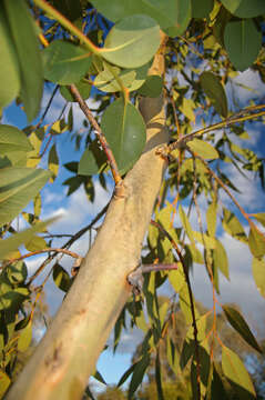 Image of broadleaf peppermint gum