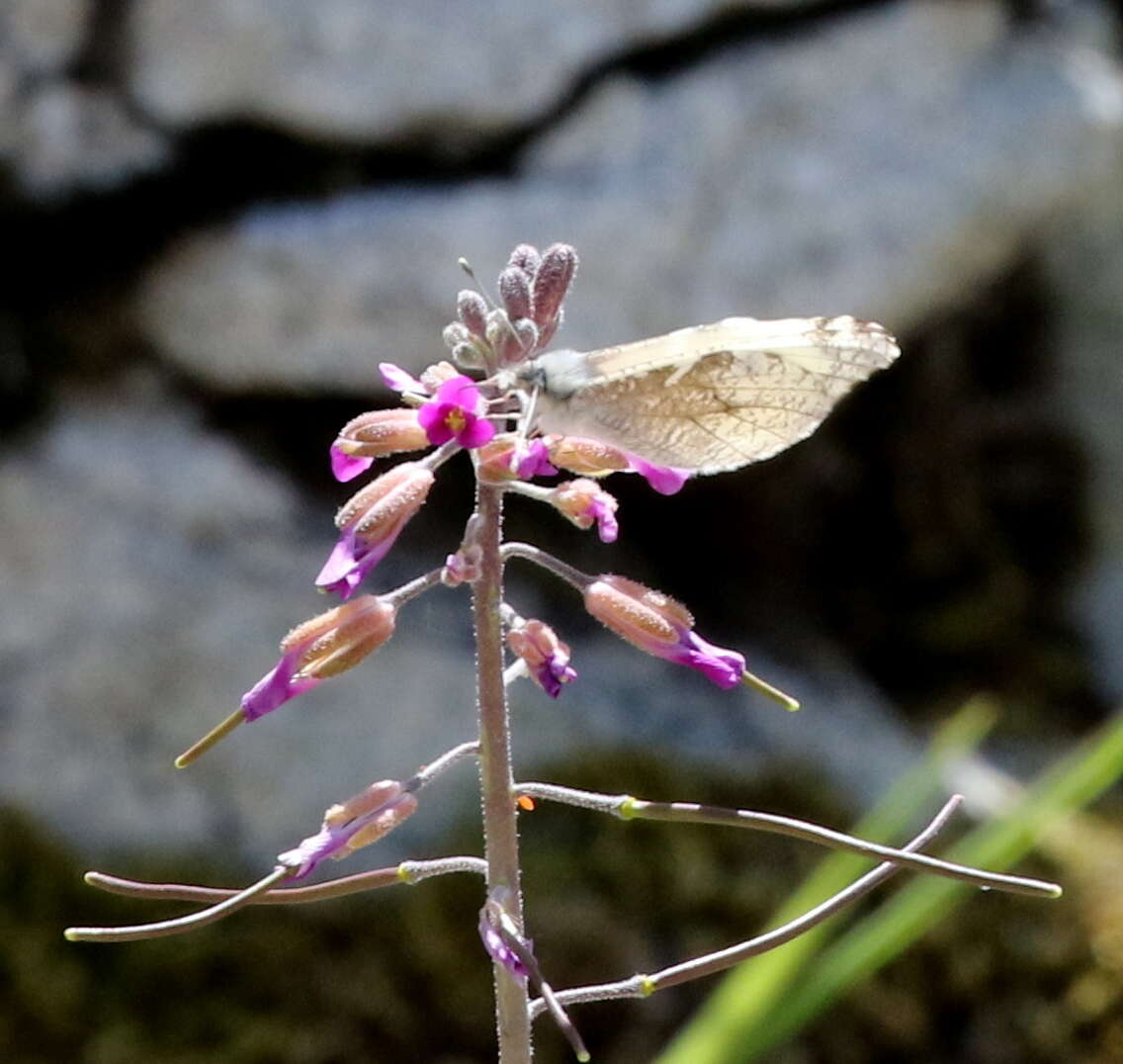 Image de Anthocharis lanceolata Lucas 1852