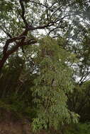 Image of Bursera lancifolia (Schltdl.) Engl.