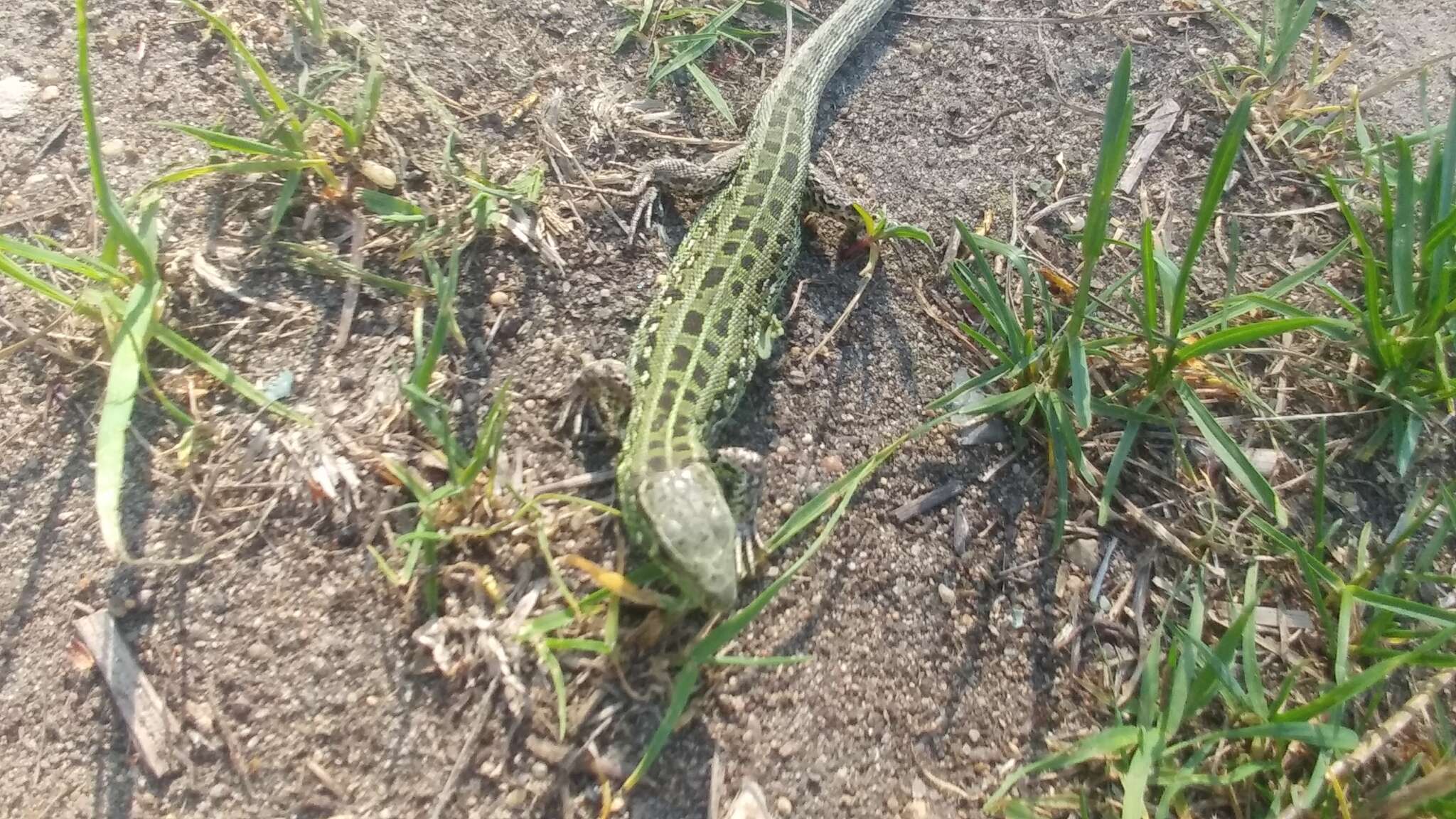 Image of Lacerta agilis exigua Eichwald 1831