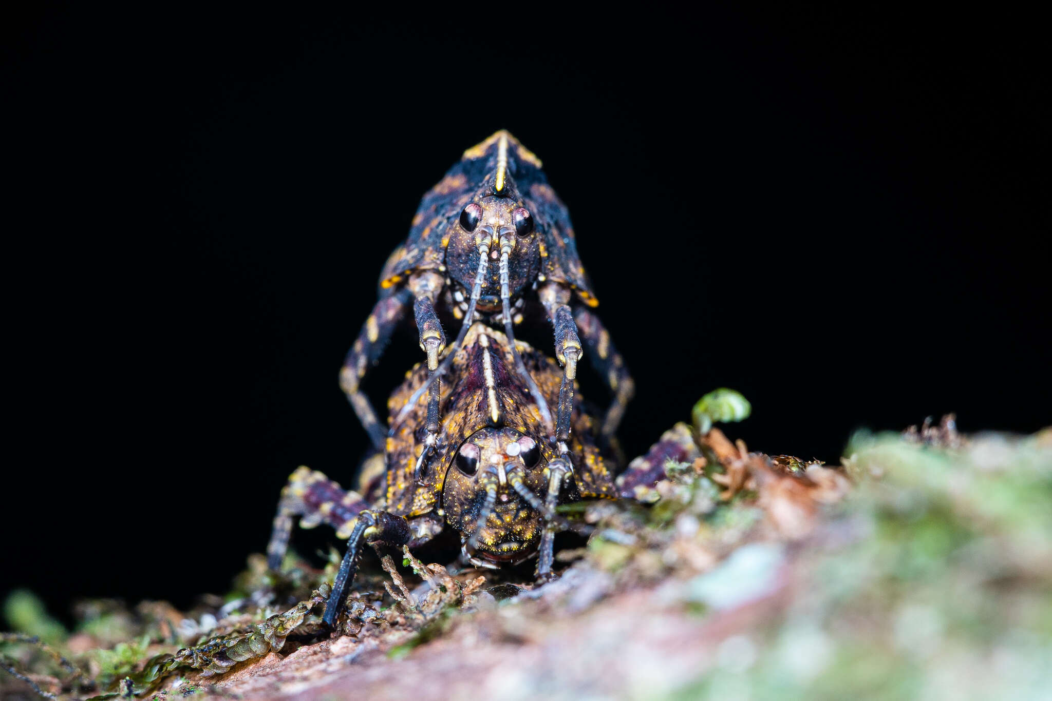 Image of Hyperyboella orphania Günther & K. 1938