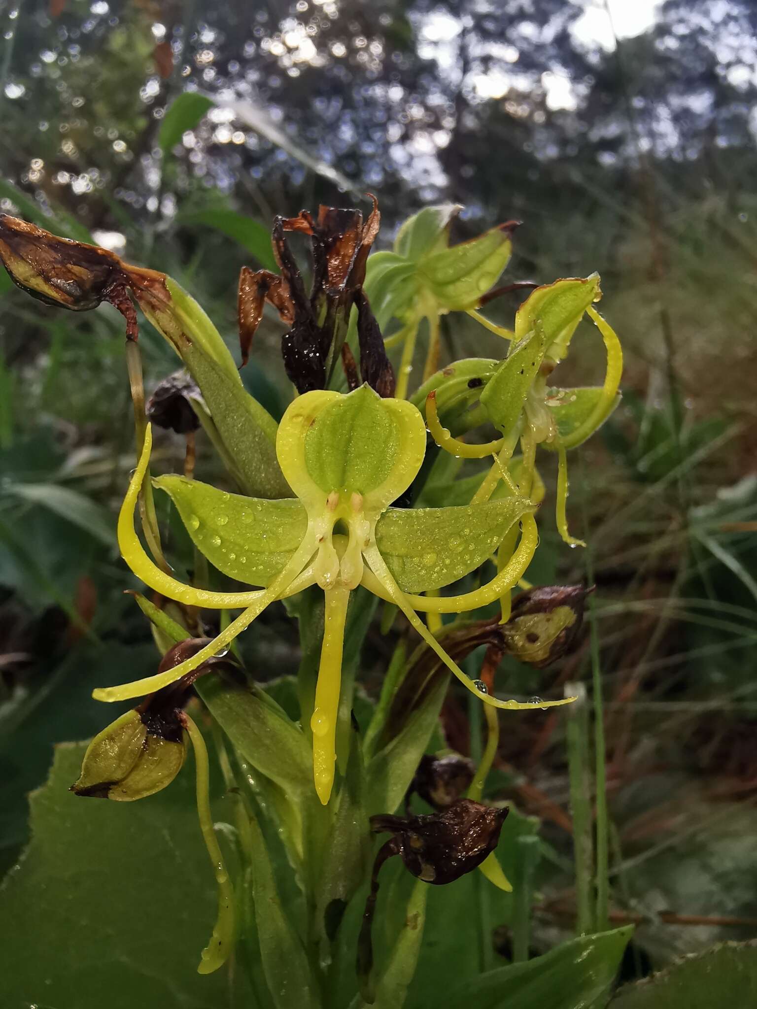 Image of Habenaria jaliscana S. Watson