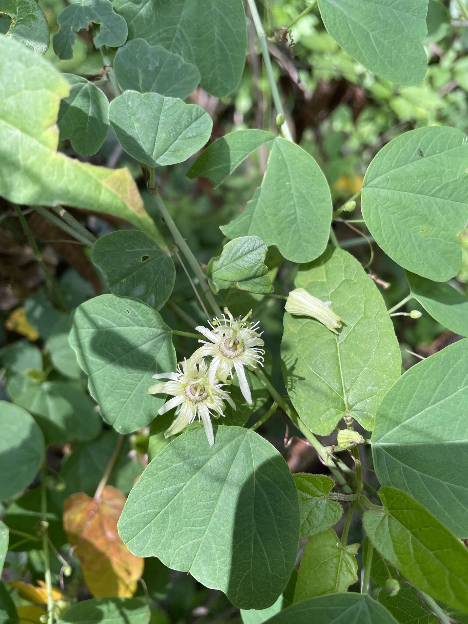 Image of Passiflora pavonis Mast.