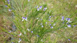 Psoralea filifolia Eckl. & Zeyh.的圖片