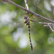 Image of Macromia annulata Hagen 1861