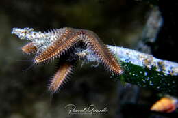 Image of Astropecten spinulosus (Philippi 1837)