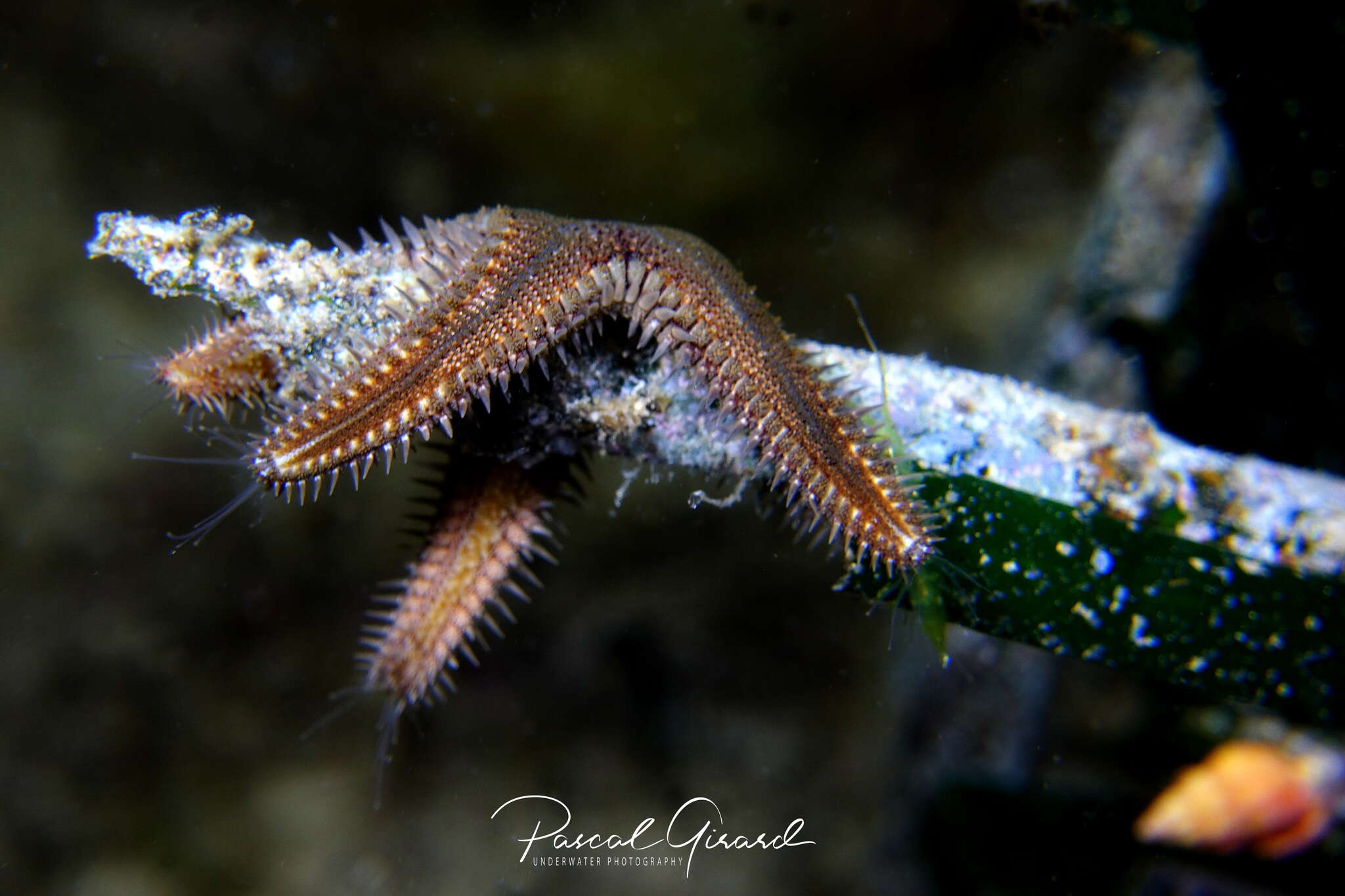 Image of Astropecten spinulosus (Philippi 1837)