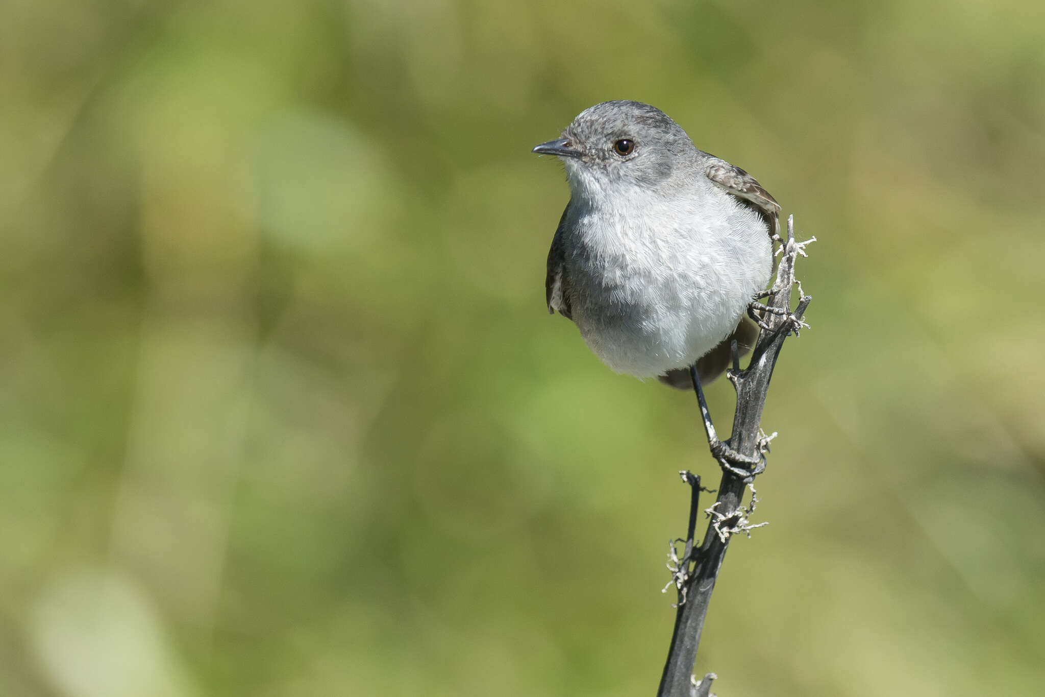 Image of Sooty Tyrannulet