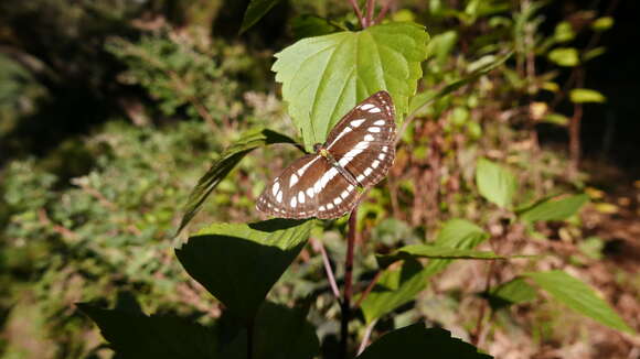 Image of Argentina peduncularis (D. Don) Soják