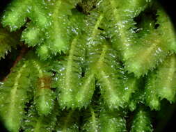 Image of Schistochila nobilis (Hook.) Trevis.