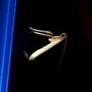 Image of Caloptilia protiella (van Deventer 1904)