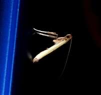 Image de Caloptilia protiella (van Deventer 1904)