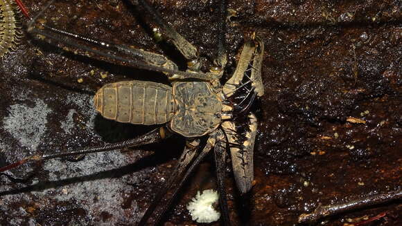 Image of Heterophrynus longicornis (Butler 1873)