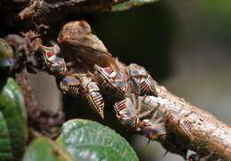 Imagem de Platycotis (Lophopelta) tuberculata Fairmaire 1846