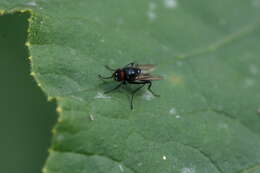 Image of Hydrotaea diabolus (Harris 1780)