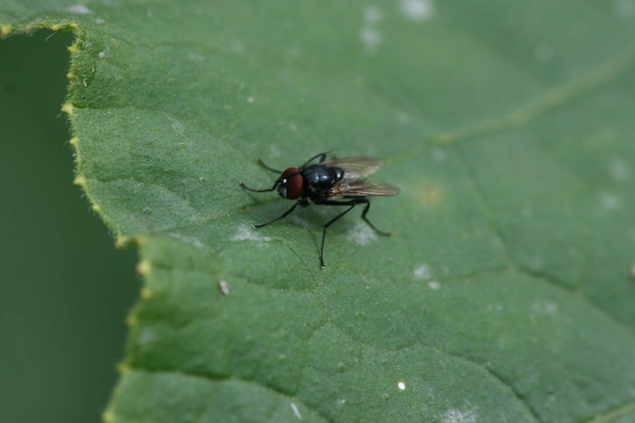 Image of Hydrotaea diabolus (Harris 1780)