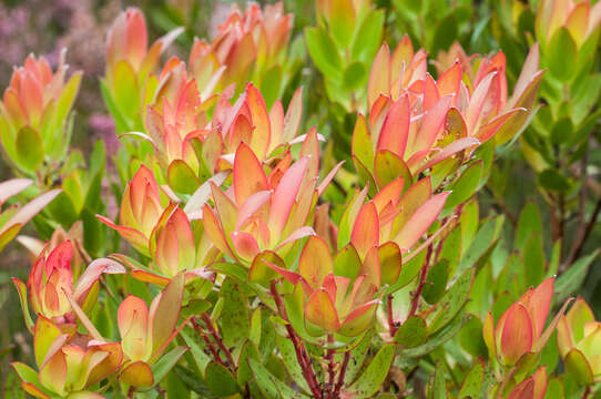 Image of Leucadendron gandogeri Schinz ex Gand.