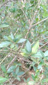 Image of Cape jasmine