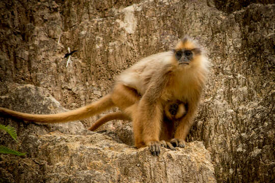 Image of Mitered Leaf-monkey; Sumatran Surili