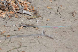 Image of Cerralvo Island Whiptail