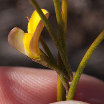 Image of <i>Aspalathus lebeckioides</i>