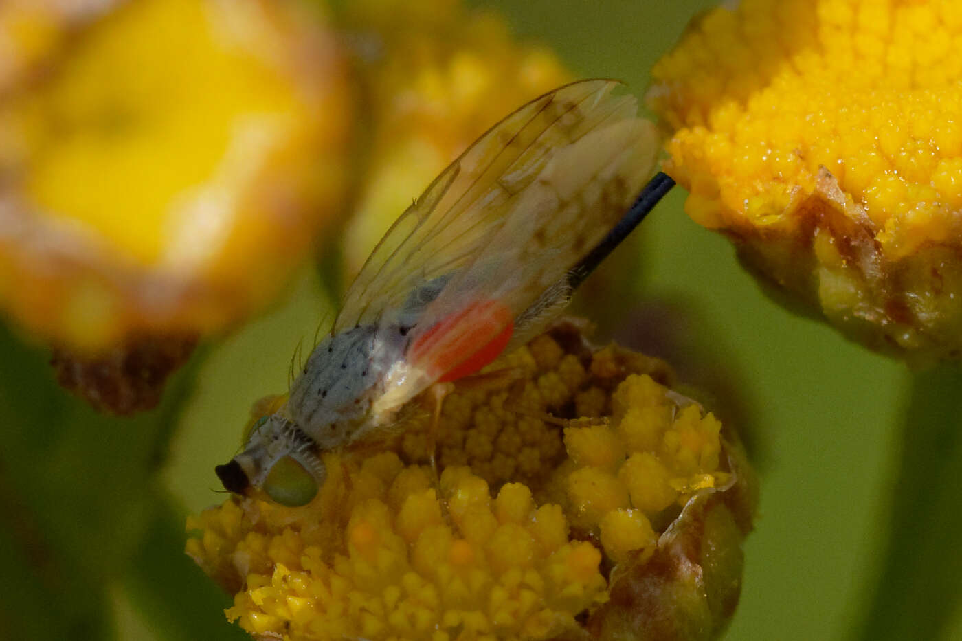 Image of Acanthiophilus helianthi (Rossi 1794)