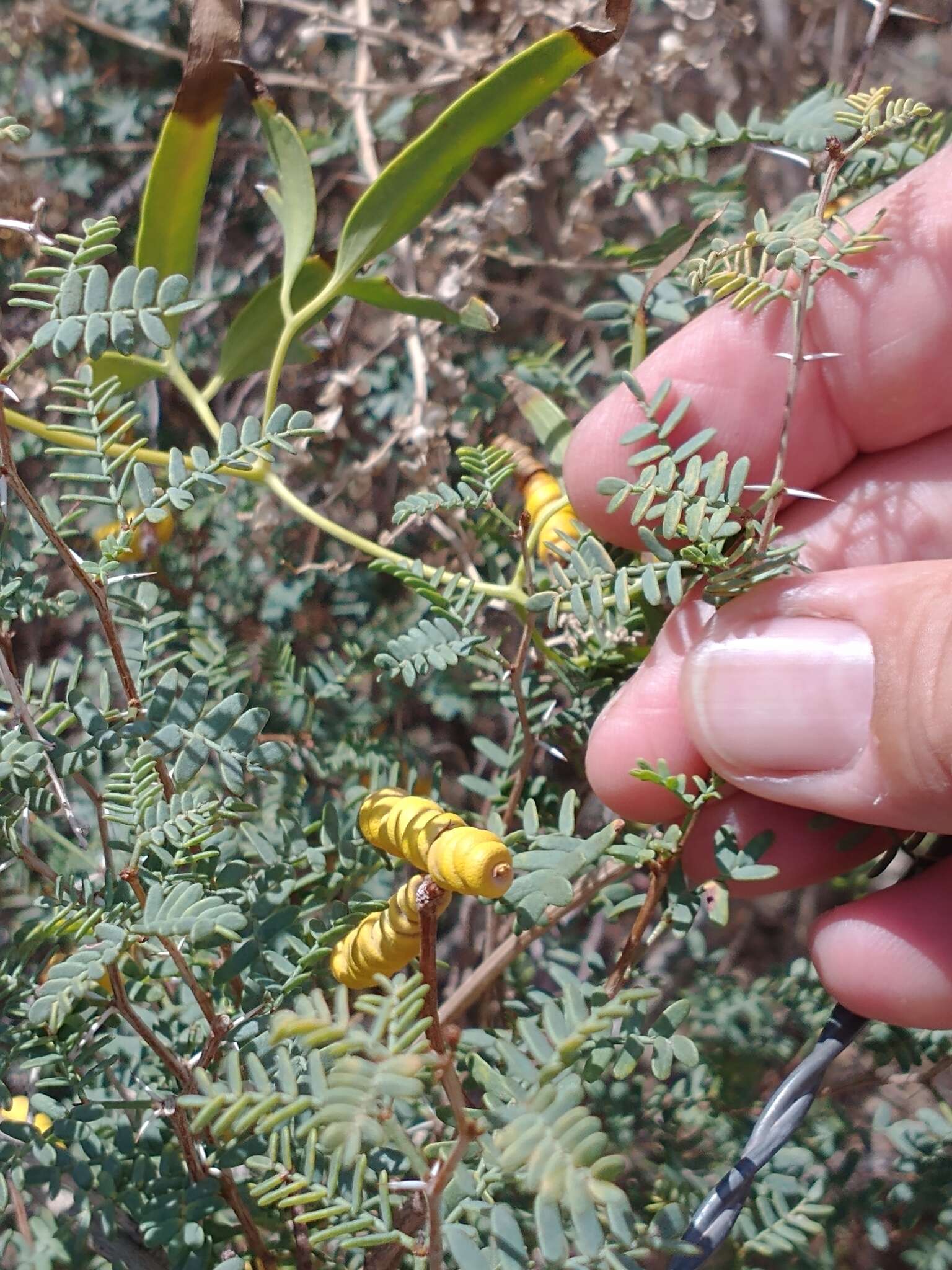 Image of Argentine screwbean