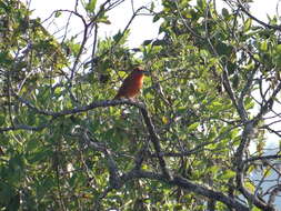 Image of Red Tanager