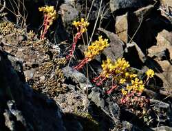 Sivun Sedum oregonense (S. Wats.) M. E. Peck kuva