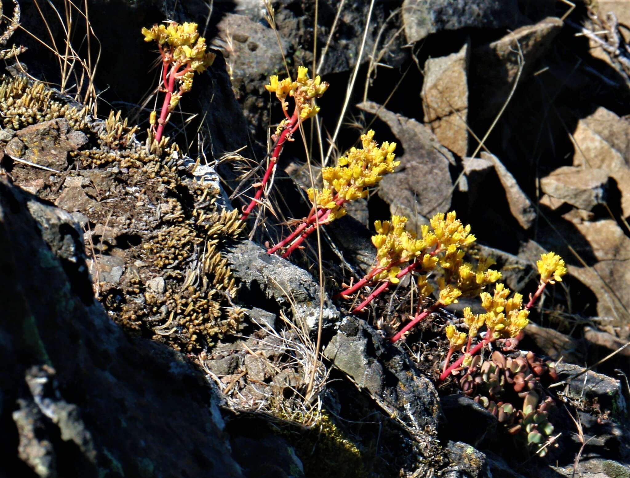 Sivun Sedum oregonense (S. Wats.) M. E. Peck kuva