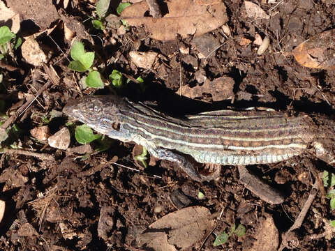 Image of Common Spotted Whiptail