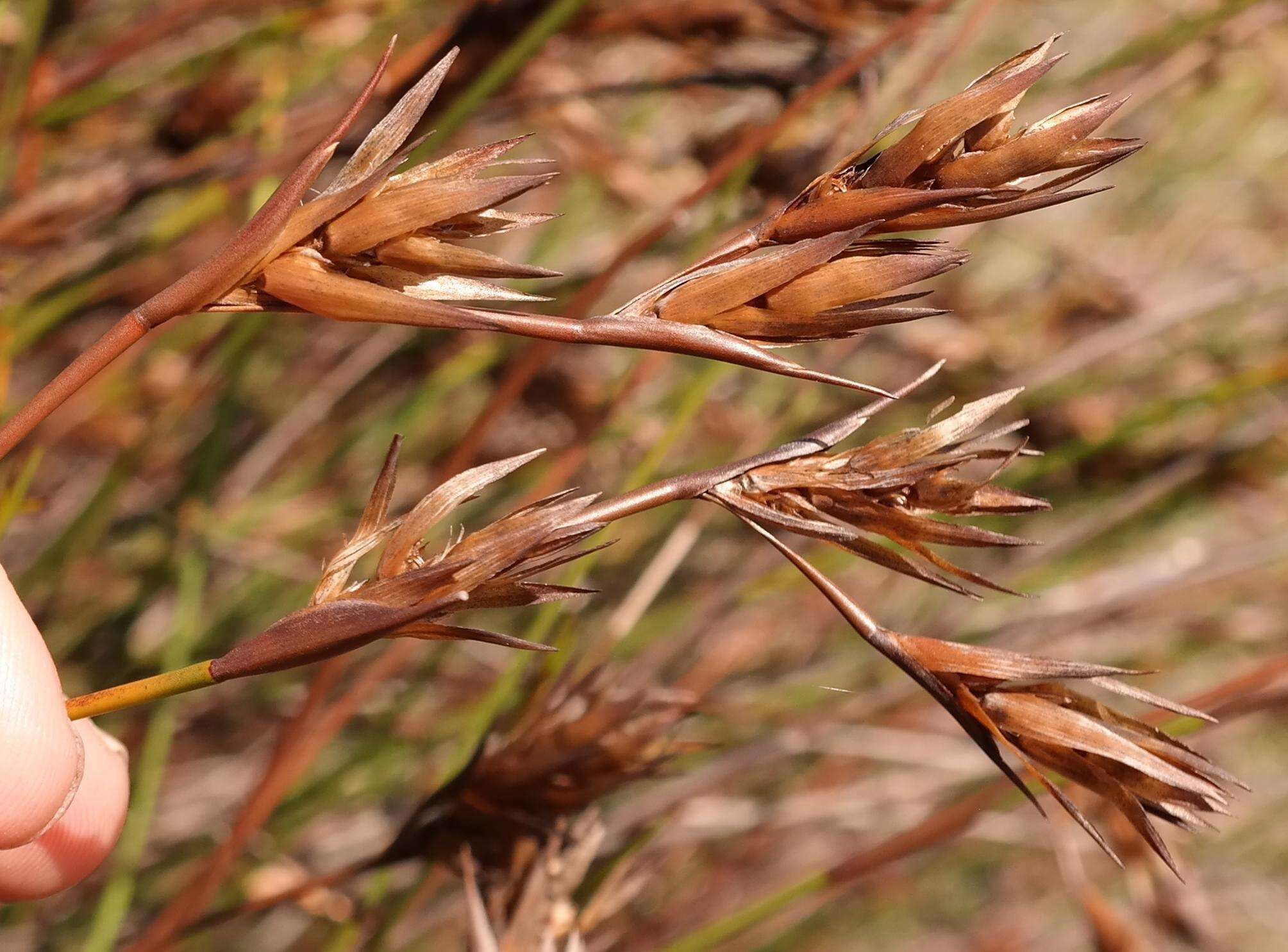 Image of Platycaulos major (Mast.) H. P. Linder