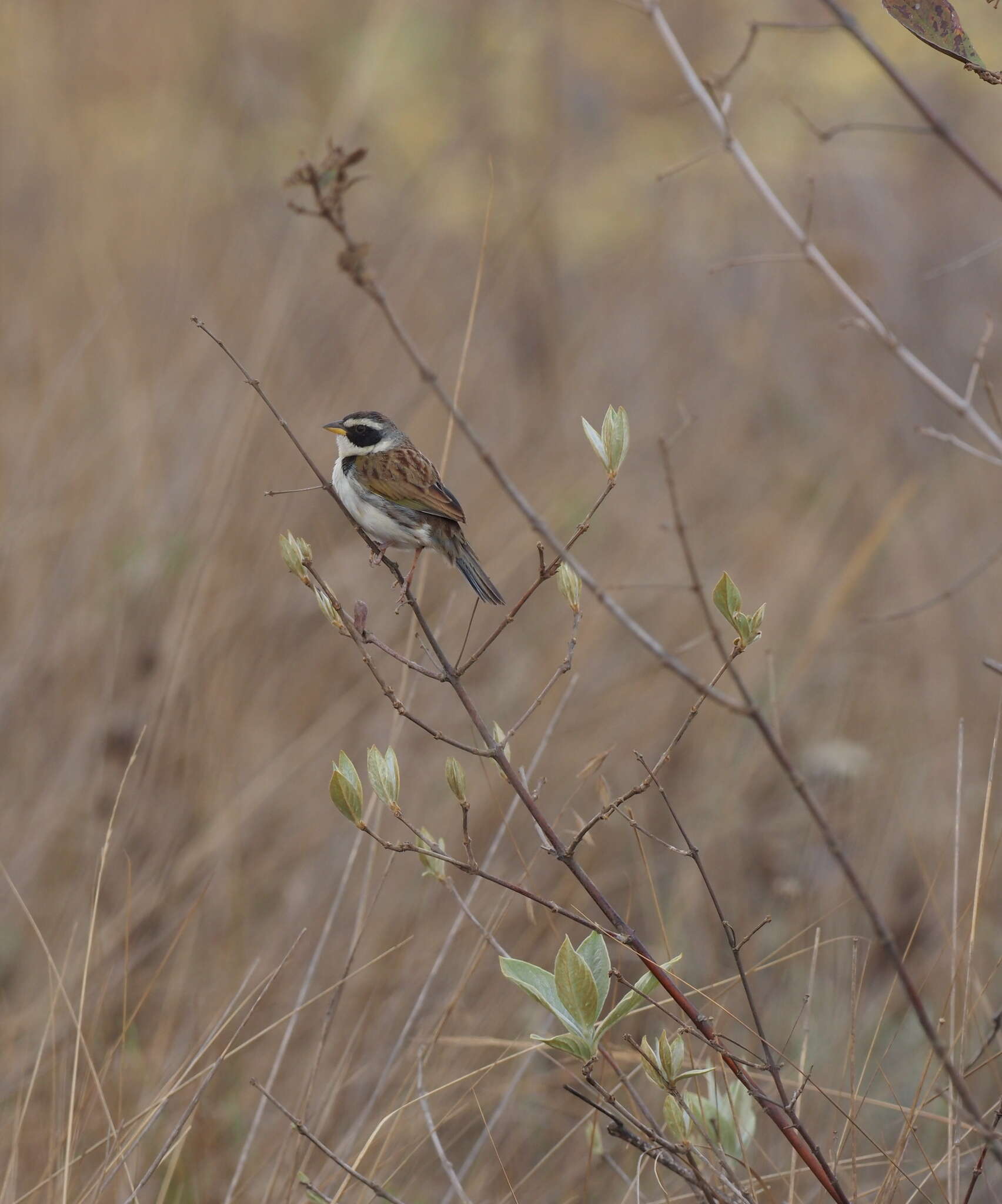 صورة Coryphaspiza Gray & GR 1840