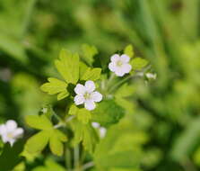 Image of cinquefoil geranium