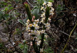 Image of Struthiola salteri Levyns