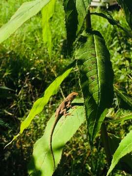 Image of Schiede's Anole