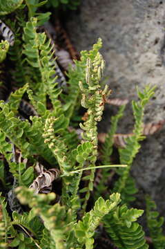 Image of Austroblechnum microphyllum (Goldm.) Gasper & V. A. O. Dittrich