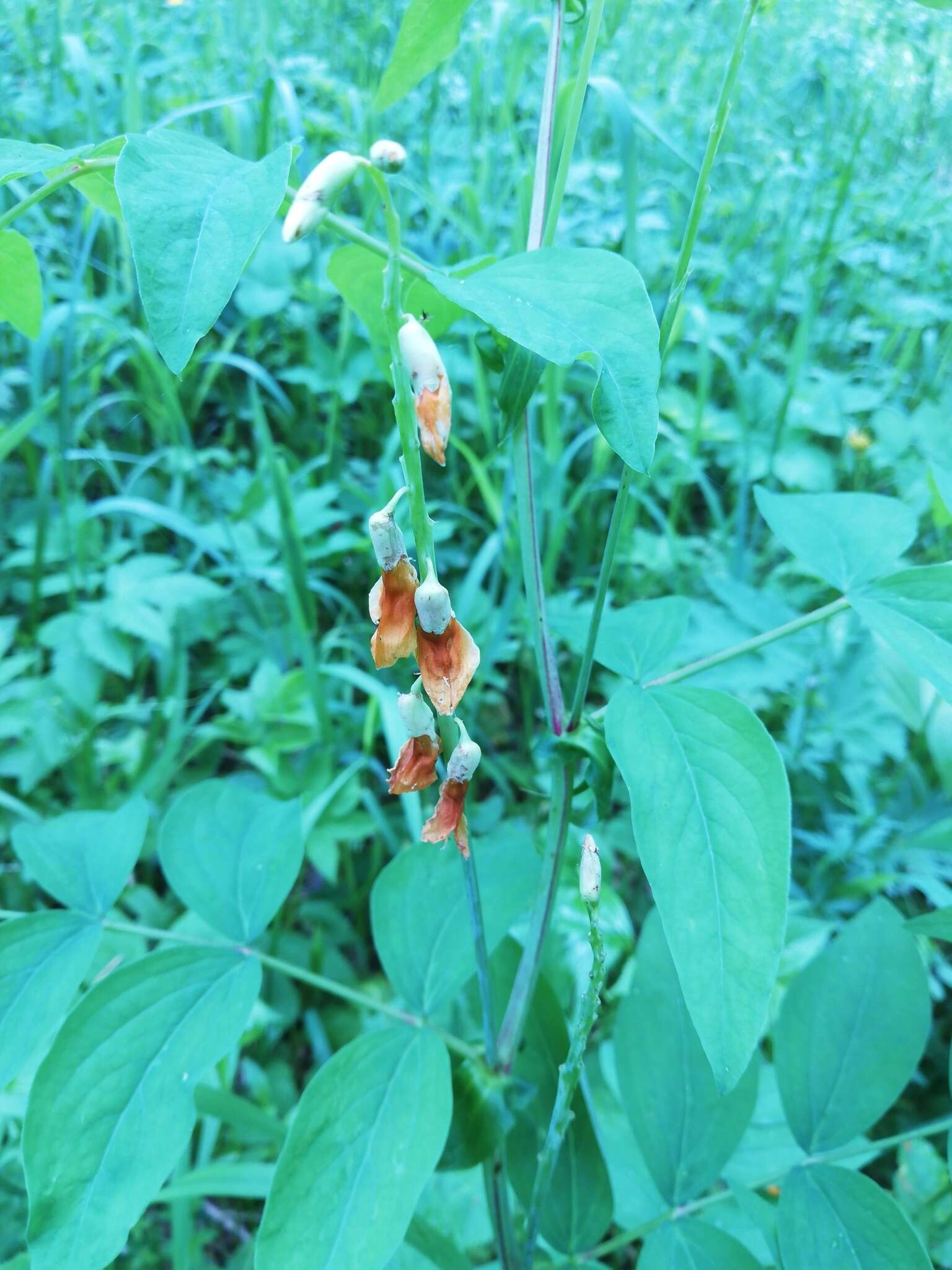 Image of Lathyrus gmelinii Fritsch