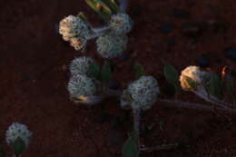 Ptilotus aervoides (F. Müll.) F. Müll.的圖片