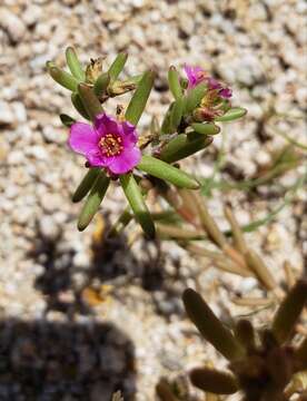 Image of Portulaca californica D. Legrand