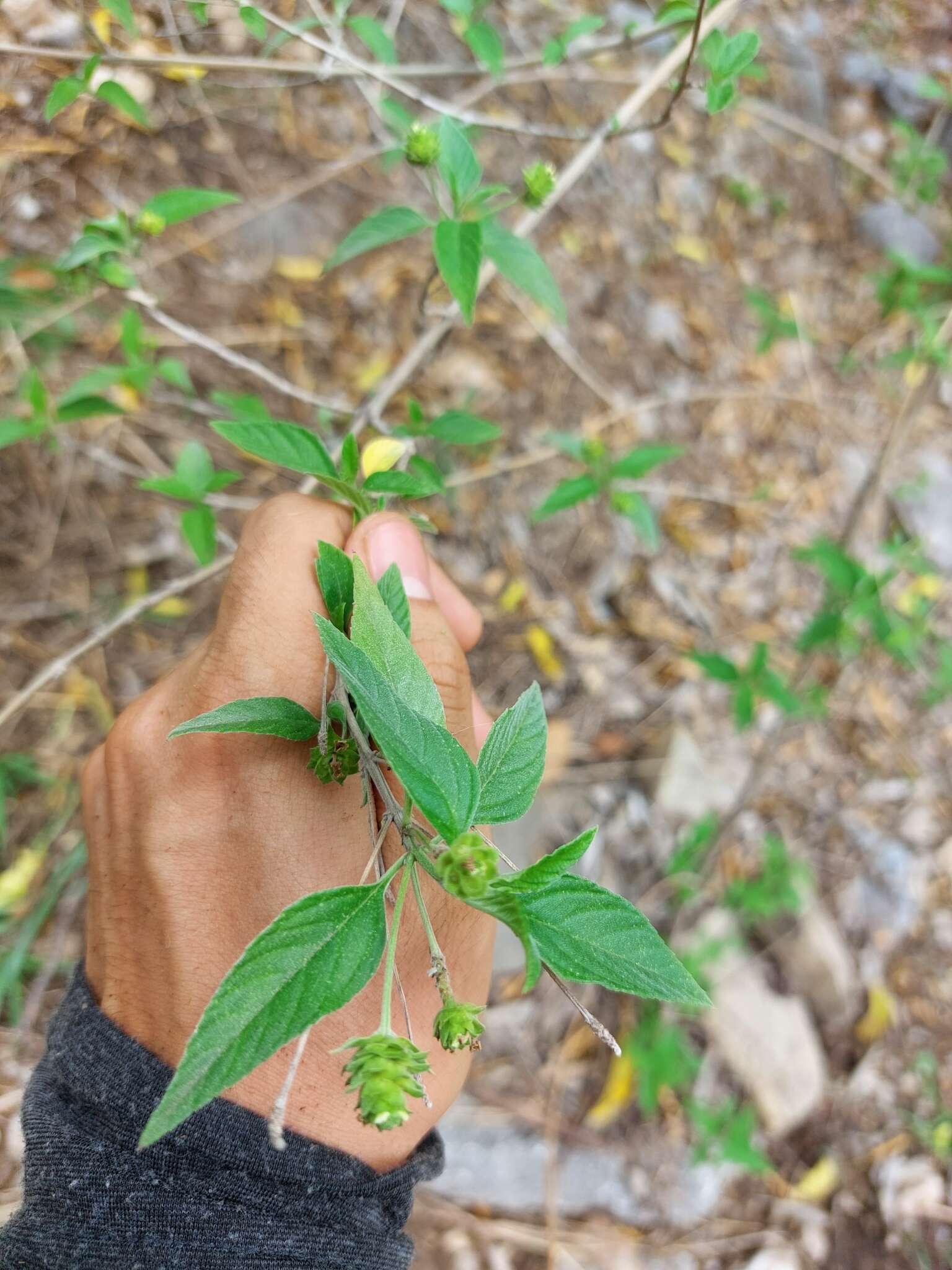 Image of hammock shrubverbena